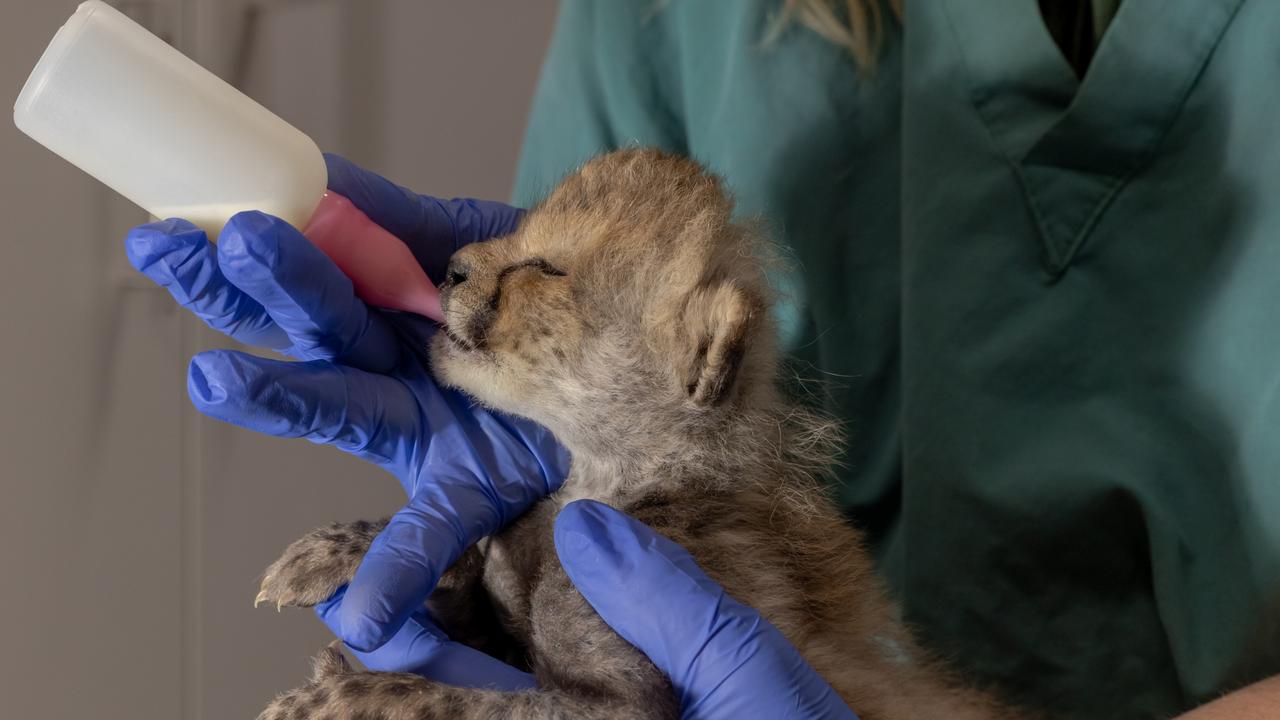 The veterinary and zookeeping teams had to care for the cub in the same way its mother would have, by feeding it milk. Here it is having a drink at four weeks of age. Picture: Rick Stevens