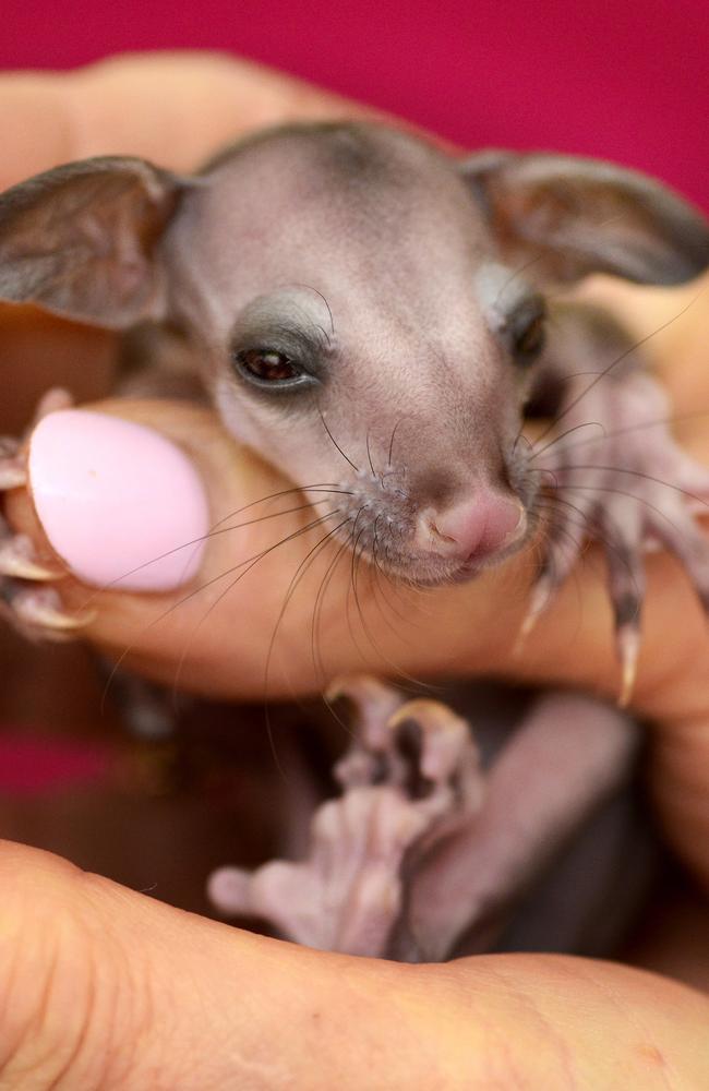 Orphaned female baby Brushtail Possum Luna is under the care of Sydney Wildlife volunteer Lorraine Woodward, at her Ingleside home. Picture: Troy Snook