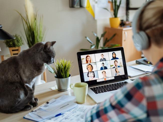 Generic work from home photo for SAWeekend. Portrait of modern woman at home teleconferencing with colleagues while cuddling her cat. Picture: iStock