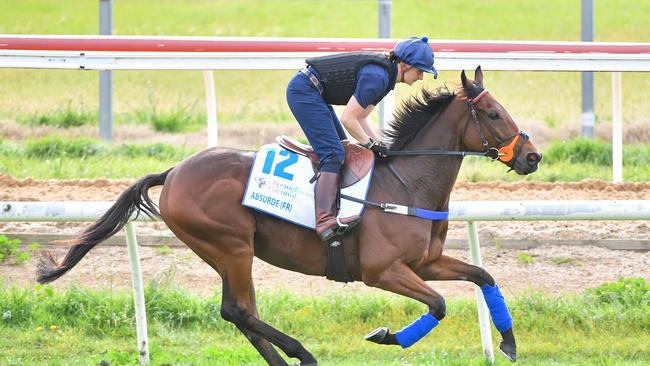 Absurde is a stablemate of Vauban. (Photo by Pat Scala/Racing Photos via Getty Images)