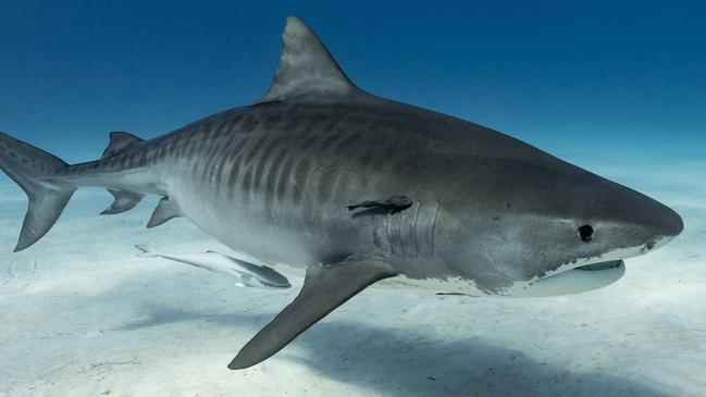 Tiger-shark above the bottomEscape 21 January 2024Why I travel Photo - iStock