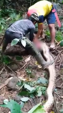 Missing mother found dead in belly of 5m python