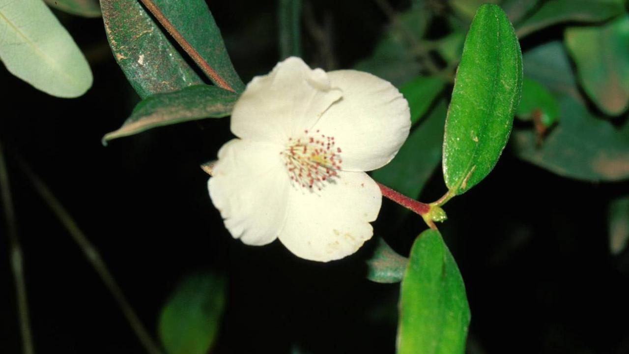 Should Tasmania change its floral emblem?