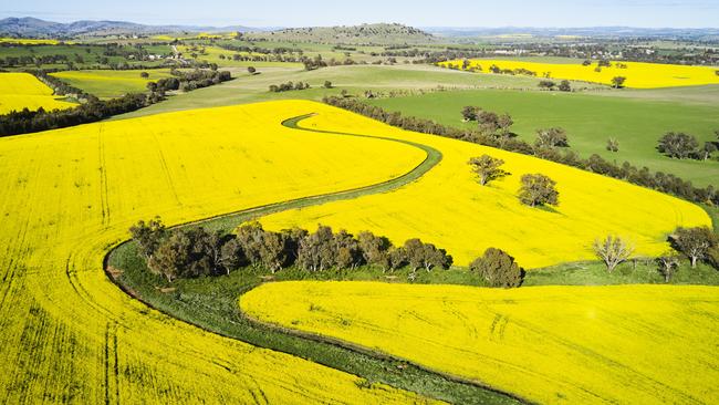 A canola crop east of Cootamundra. Picture: Rohan Thomson