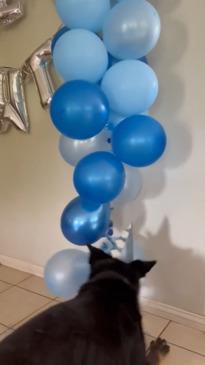 Aussie police dog has the most paw-fect birthday ever