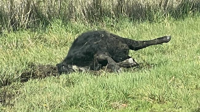 The cow was also killed in the freak acciedent. Photo: Alan Barber.