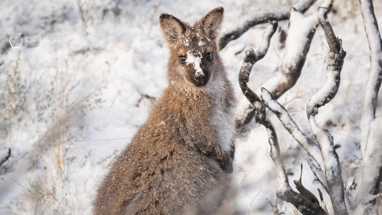 A wallaby in the snow at Tasmania's Central Plateau Conservation Area on May 9, 2025. Picture: Tassie Apple Spice – Gill Dayton Photography