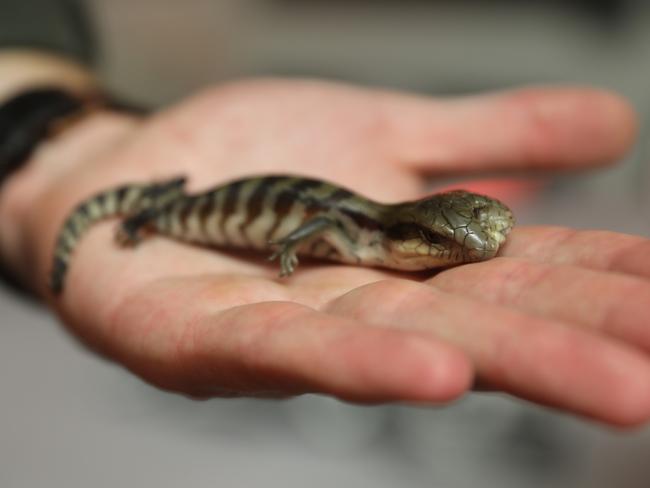 Lucky the two-headed blue tongue lizard. Picture: Australian Reptile Park