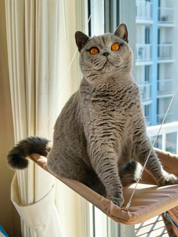 SCOOTER: Scooter living the high life on his apartment window seat. He’s just made it on to the meowdelling books for Animal Extras and dreams of feline fame.