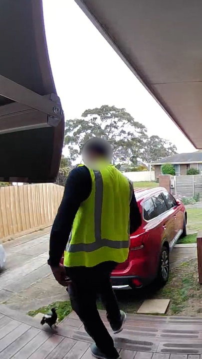 Delivery driver kicks magpie in Grovedale