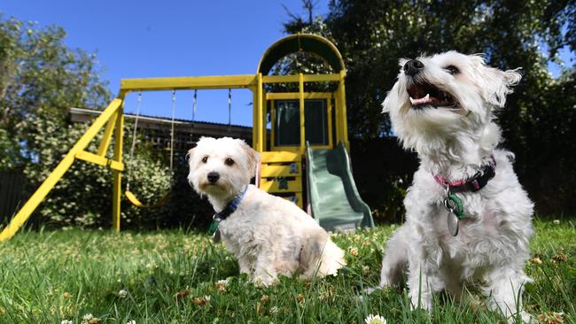 Dogs Van Dyke and Vienna recently featured in the Victorian Dog Rescue Calendar. Picture: AAP Image/James Ross