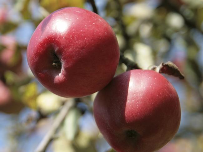 Apples are still good value. Picture: Thinkstock 