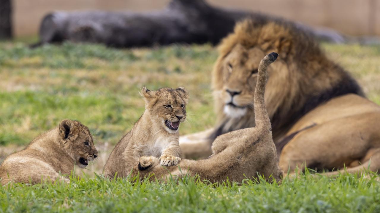 Taronga Zoo is home to two adult lions and five lion cubs. Picture: Rick Stevens