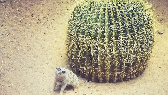 A meerkat at the Adelaide Zoo won Sophie’s heart.