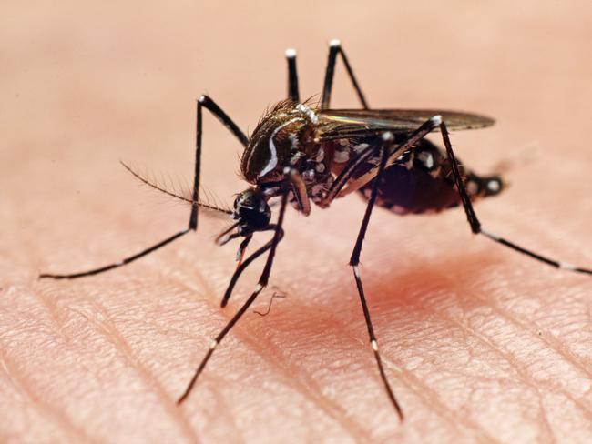 Urgent warnings have been issued after a mosquito-borne virus was detected in the Kimberley. Picture: Getty