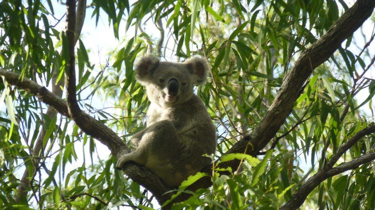 A Queensland prisoner has told a court how he turned over a new leaf in custody — working on an environmentalism podcast to save koalas.