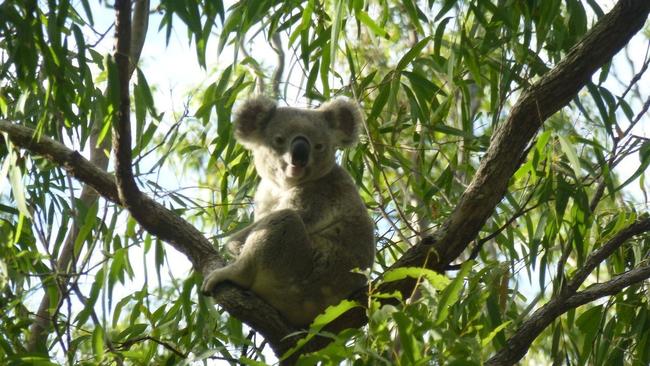 A Queensland prisoner has told a court how he turned over a new leaf in custody — working on an environmentalism podcast to save koalas.