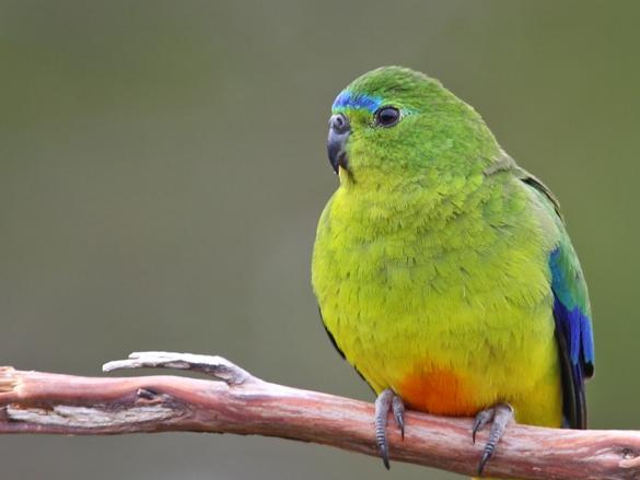 Orange-bellied parrot