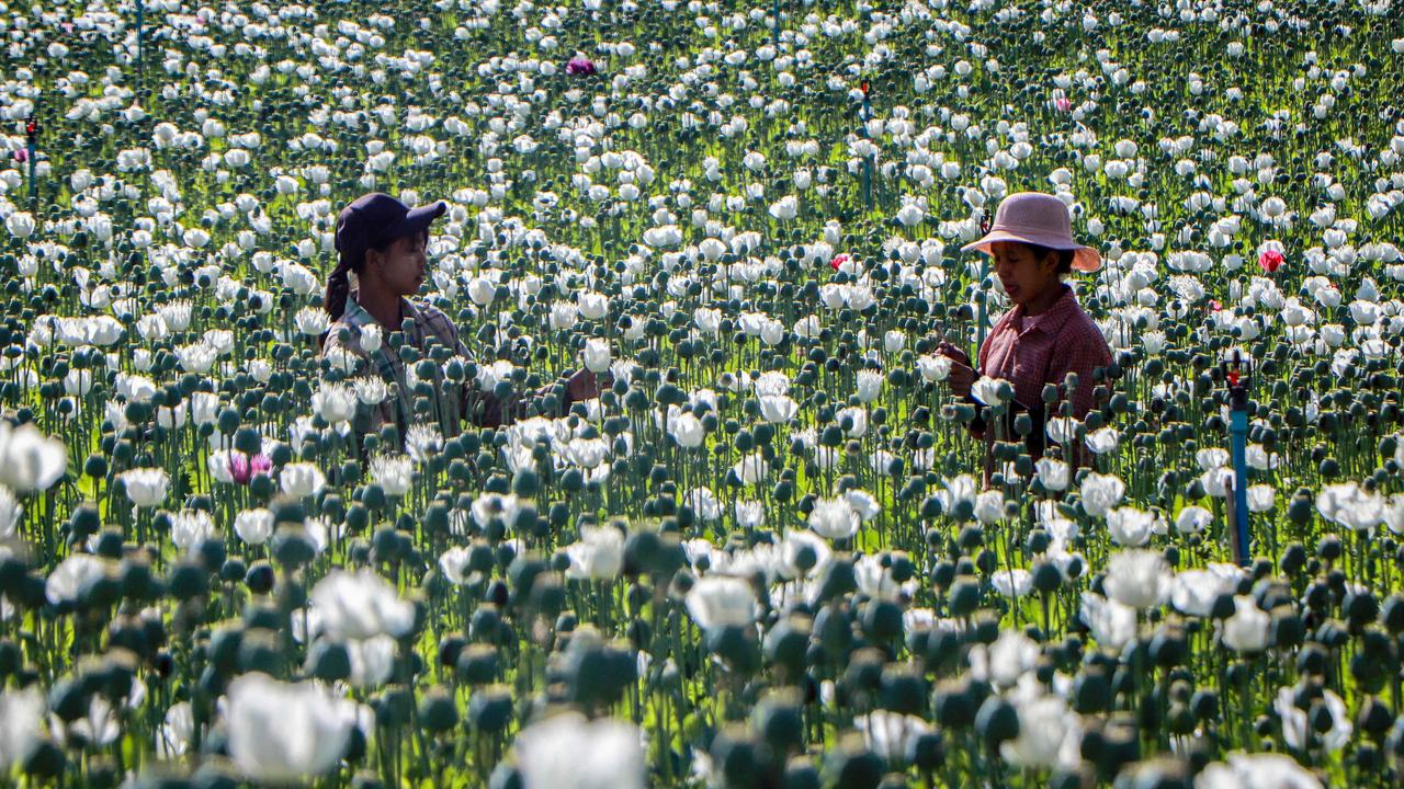 Displaced residents work in illegal poppy fields for their livelihood in a remote corner of Myanmar. Picture: AFP'