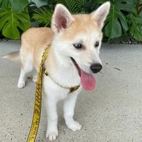 Gold Coast's cutest dogs: Bear. Submitted by Tyson Hall.