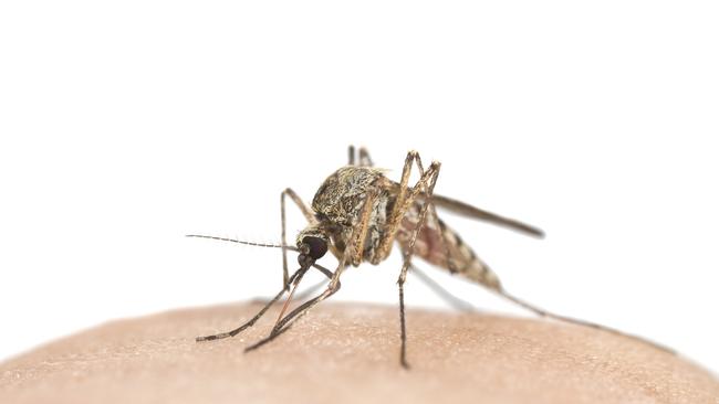 Mosquito sucking blood, macro photo. Stock Image