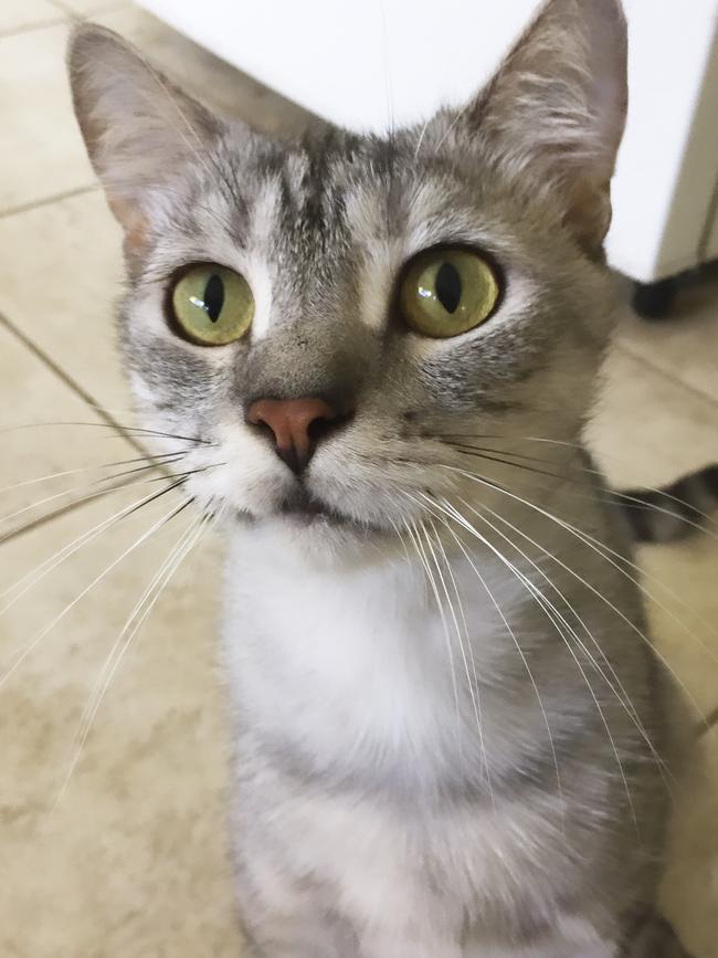 Meet Albus. Please Sir, May I have more treats? Picture: Jess