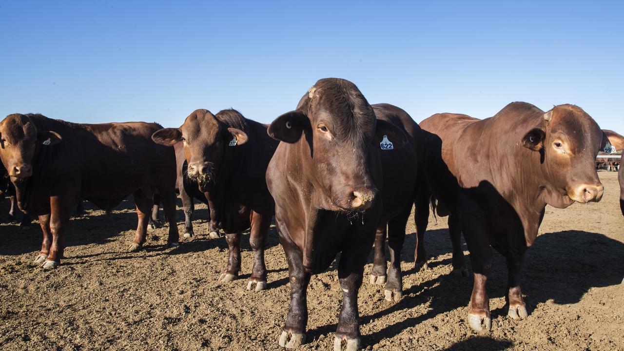 Queensland beef farmers will win big if a free-trade agreement goes ahead with the UK. Picture: Lachie Millard