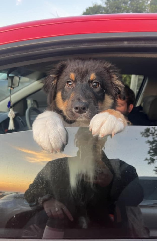 Bear: Tahnika Williams' 9 Month old Purebred Australian Shepherd