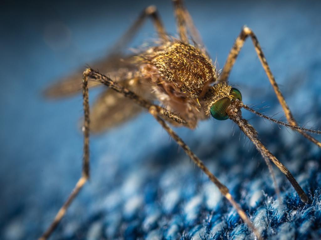 Queenslanders are encouraged to cover up and protect themselves from Ross River virus, spread through mosquito bites.