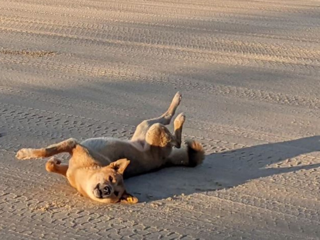 A tourist snap of a K’gari dingo