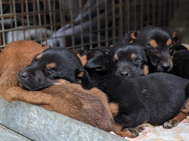 RSPCA South Australia is seeking information in relation to the dumping of eight puppies in a bin at a truck rest stop in the Riverland. A passing motorist found the five-week old Kelpie-cross puppies by chance yesterday afternoon, November 1, 2020, after pulling into the remote rest stop, located between Wigley Flat and Kingston on Murray. Picture: RSPCA SA via NCA NewsWire