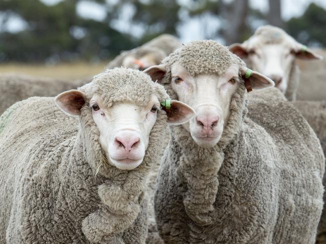 WOOL PRICEWool price has opened the year strong and wool producer Steven Wishart, from Burnbrae Poll Merinos.Pictured: Generic sheep. Merino.PICTURE: ZOE PHILLIPS