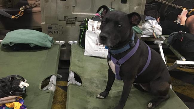 A dog makes itself comfortable aboard the HMAS Choules. Picture: Cassandra Smith