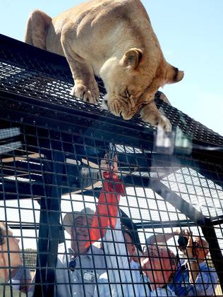 Regional Development Minister Geoff Brock feeds a lion in the new Lions 360 exhibit. Picture: Calum Robertson