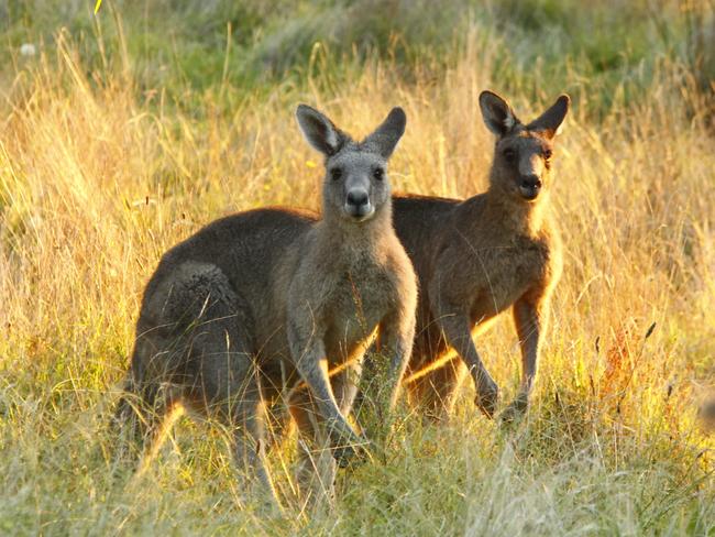 ‘Cruelty on a massive scale’: Parks Victoria accused of huge roo slaughter