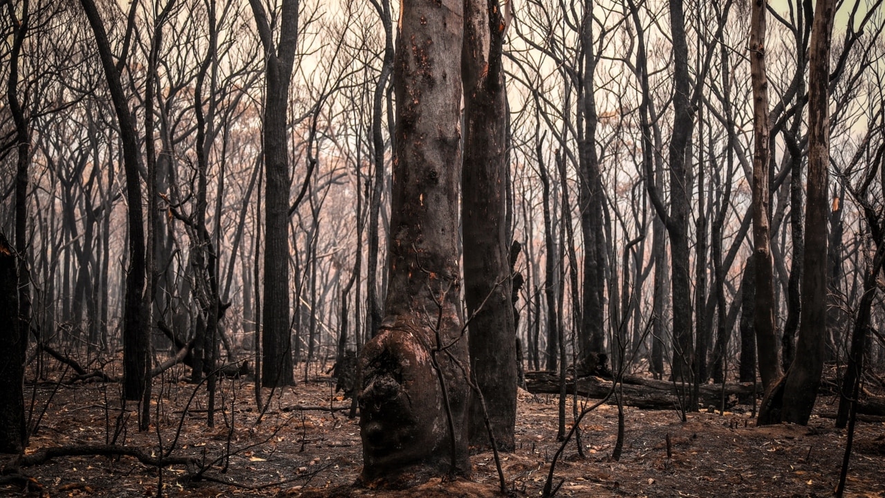 NSW softwood plantation struggles in the aftermath of the 2020 Fire Season