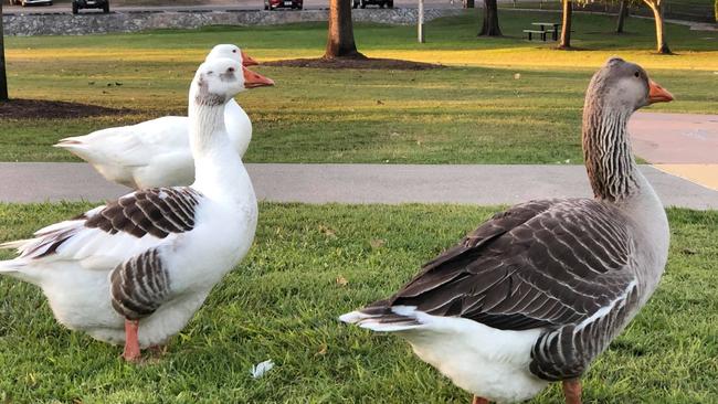 The Lake Alford geese that were going to be rehomed by Jesse New, until his proposal was shut down by Gympie council.