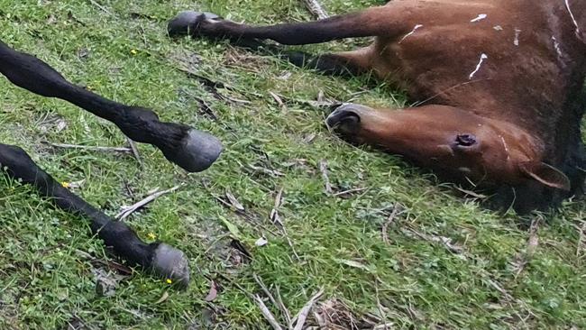 Slaughtered brumbies at Nunniong, in East Gippsland. Picture: Supplied