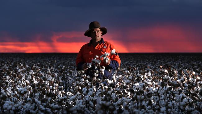 White way: Auscott’s Justin McMillan in a cotton crop.