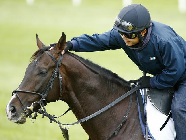 International Horse's trackwork at Werribee Racecourse, Fame Game gets a pat from his trackwork jockey during trackwork . 23rd October 2015. Picture: Colleen Petch.