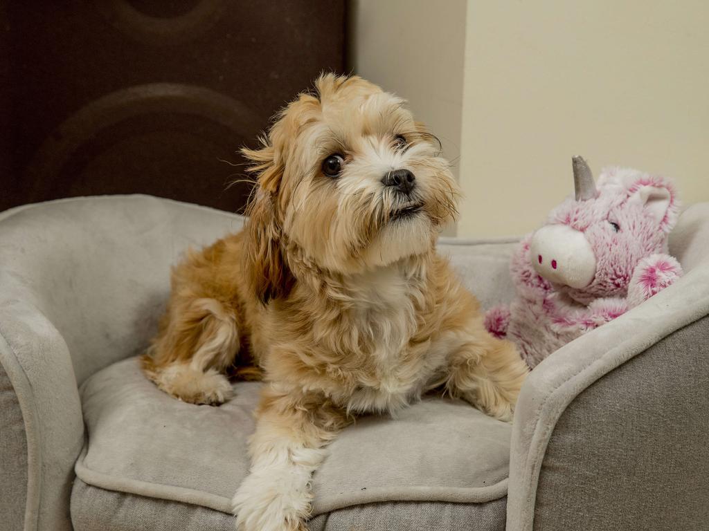 Puddin' relaxing at home with her favourite toy. Picture: Jerad Williams