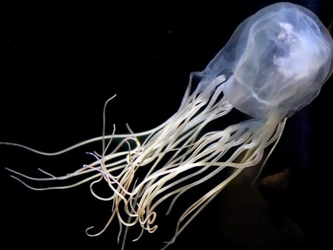 The lethal box jellyfish has accounted for a reported 79 deaths to date.  Picture: Supplied