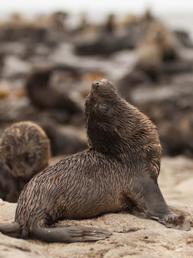 Pups Seal Rocks Jan 07. Photo: Phillip Island Nature Parks.