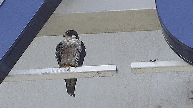 Surfers Paradise Falcon