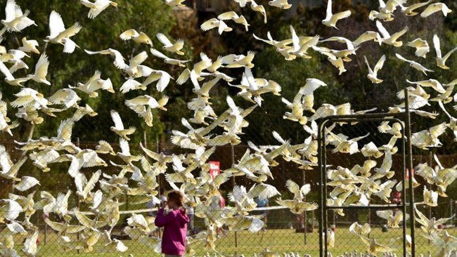 Flocks of corellas have invaded urban areas. Picture: Supplied