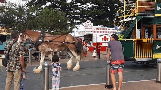 Victor Harbor's horse-drawn tram