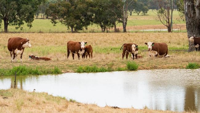 Grazing cattle at Overtoun farm.