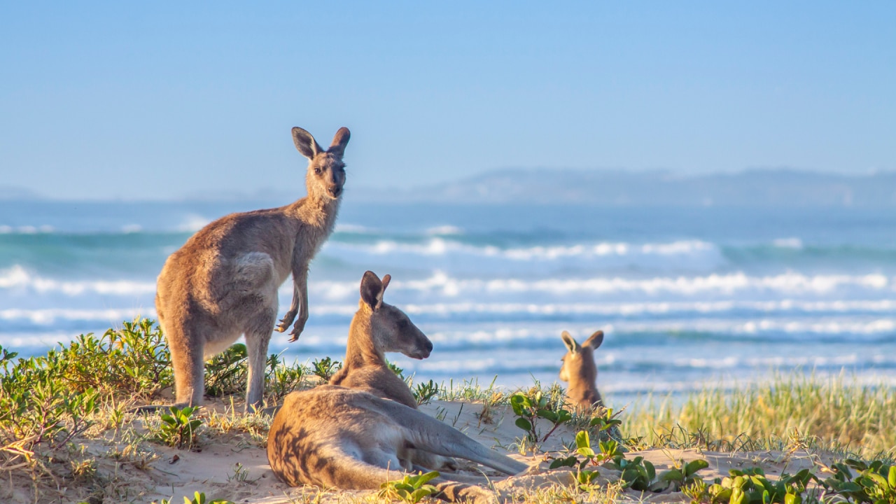 10 best Aussie beaches for animal encounters | body+soul