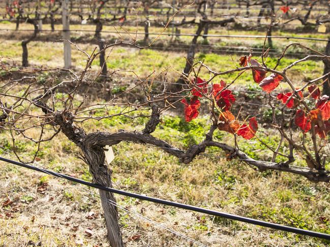 Stanthorpe vineyard named among state’s top tourist destinations