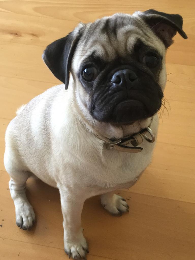 Pablo the handsome pug pup. Picture: Cherokee Pollock